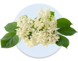 Elderflower Delight