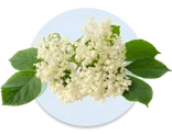 Elderflower