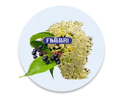 Elderflower Elderberry  ©